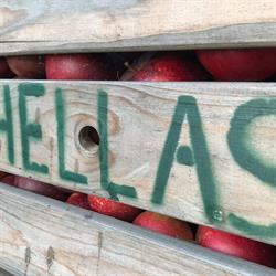 Frugtplantagen Hellas i Skibby (N) åbningstider