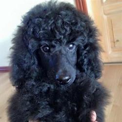 Hundesalon Tylstrup v/C Christensen OG Karsten Jensen, åbningstider