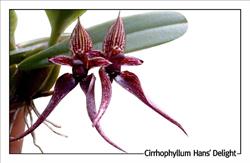 Orchidegartneriet, Fredensborg åbningstider