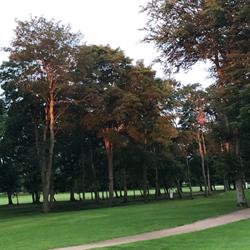 Ribe Golf Klub, åbningstider