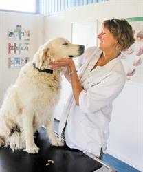 Sandbjerg Dyreklinik v/Dorthe Ulrich i Holte (N) åbningstider