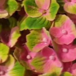 Vorup Blomster - Selvbetjening udenfor normal åbningstid i Randers (Sv) åbningstider