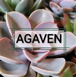 Agaven, Frederikshavn åbningstider