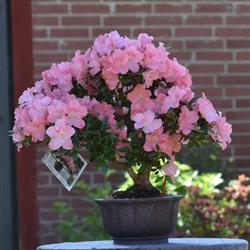 Bonsai Værkstedet i Esbjerg (V) åbningstider