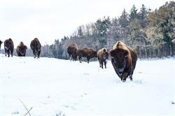 Ditlevsdal Bison Farm, Morud åbningstider