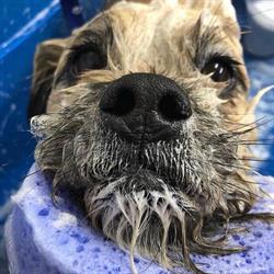 Leca-Hundesalon, Næstved åbningstider