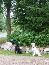 Mejdal Hundepension, Holstebro åbningstider